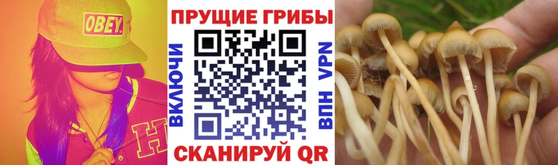 Галлюциногенные грибы Cubensis  даркнет сайт  Нурлат 
